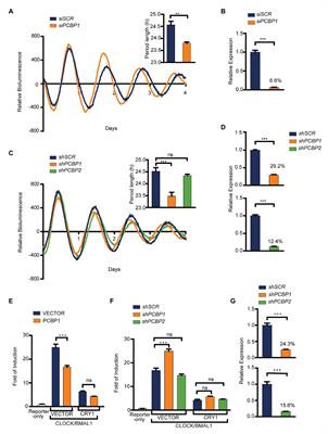 Identification of PCBP1 as a Novel Modulator of Mammalian Circadian Clock